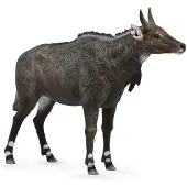 Collecta Nilgai-Antilope L - Tierfigur