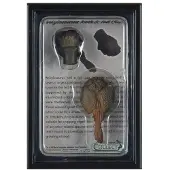 Collecta Ankylosaurus 89287 Zahn und Schwanz