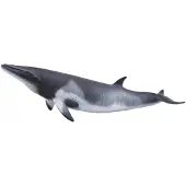 Collecta Zwergwal Minke Xl Figur Grau 3-6 Years Grau 3-6 Years