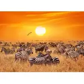 Papermoon Fototapete "African Antelopes and Zebras", bunt, B:2,5m L:1,86m, Vlies, Tapeten, Fototapete