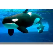 Papermoon Fototapete "Whales", bunt, B:2,5m L:1,86m, Vlies, Tapeten, Fototapete