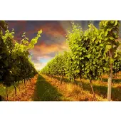 Papermoon Fototapete "Sunset Vineyard", bunt, B:2,5m L:1,86m, Vlies, Tapeten, Fototapete