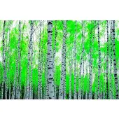 Papermoon Fototapete "Birch Forest", bunt, B:2m L:1,49m, Vlies, Tapeten, Fototapete