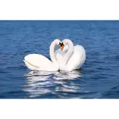 Papermoon Fototapete "Swan Love Couple", bunt, B:3m L:2,23m, Vlies, Tapeten, Fototapete