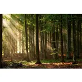 Papermoon Fototapete "Autumn Forest", bunt, B:3m L:2,23m, Vlies, Tapeten, Fototapete