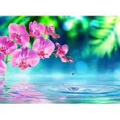 Papermoon Fototapete "Zen Orchid and Droplets", bunt, B:3,5m L:2,6m, Vlies, Tapeten, Fototapete