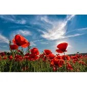 Papermoon Fototapete "Poppy Flowers Field", bunt, B:2,5m L:1,86m, Vlies, Tapeten, Fototapete