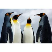 Papermoon Fototapete "King Pinguins", bunt, B:2,5m L:1,86m, Vlies, Tapeten, Fototapete
