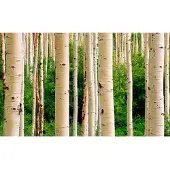 Papermoon Fototapete "Aspen Woods in Summer" glatt