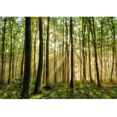 Papermoon Fototapete "Forest", bunt, B:3m L:2,23m, Vlies, Tapeten, Fototapete