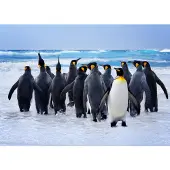 Papermoon Fototapete "King Penguins", bunt, B:2m L:1,49m, Vlies, Tapeten, Fototapete
