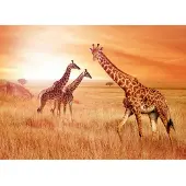 Papermoon Fototapete "African Giraffes", bunt, B:2,5m L:1,86m, Vlies, Tapeten, Fototapete