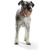 Hunter Pet Swiss Hundehalsband