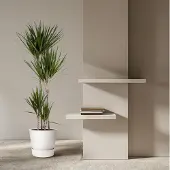 Everspring Everyplants Dracaena Marginata - 160 cm, Ø 27 cm