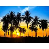 Papermoon Fototapete "Coconut Palm Trees", bunt, B:3,5m L:2,6m, Vlies, Tapeten, Fototapete