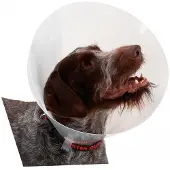 Kruuse Transparent Classic Collar - Größe 6
