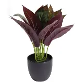 Botanic-Haus Künstliche Zimmerpflanze "Calathea"