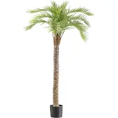 Creativ Green Kunstpalme "Macauba Palme" mit hohem Stamm