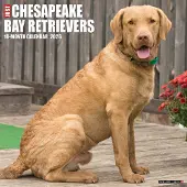 Sonstige Verlage Chesapeake Bay Retrievers 2026 12 X 12 Wall Calendar