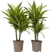 Plant in a Box Dracaena fragrans Deremensis Lemon Lime -