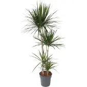 Plant in a Box Drachenbaum - Dracaena marginata - Höhe 150-160cm - ⌀27cm