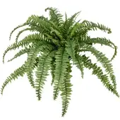 Creativ Green Kunstpflanze "Bostonfarn ohne Topf", grün, H:80cm Ø:100cm, Kunststoff, Kunstpflanzen, Kunstpflanze, mit zahlreichen Farnwedeln