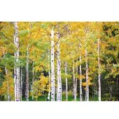 Papermoon Fototapete "Herbst Birkenwald", bunt, B:2m L:1,49m, Vlies, Tapeten, Fototapete