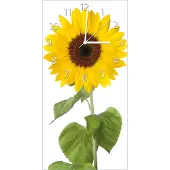Wallario Design Wanduhr bedruckt, Größe 30 x 60 cm, Motiv: Sonnenblume