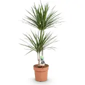 Oasis of Life Dracaena Marginata Drachenbaum 21cm 90-100cm pflegeleicht Zimmerpflanze Deko