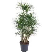 Oasis of Life Drachenbaum Dracaena Anita 140cm Ø31cm Verzweigte Zimmerpflanze mit schmalen