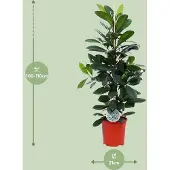 Oasis of Life Gummibaum Ficus Cyathistipula – Zimmerpflanze Ø21cm – ca. 105cm hoch – pflegeleichte tropische Pflanze für Wohnzimmer, Büro & Innenraumbegrünung