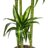 Oasis of Life Drachenbaum Dracaena Deremensis Hawaiian Sunshine - Zimmerpflanze - Ø27cm