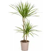 Oasis of Life Dracaena Marginata Green Drachenbaum Ø19cm 70-90cm Schlanke Zimmerpflanze Deko