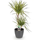 Oasis of Life Dracaena Sunray Pflanze Mit Grauem Topf Ø21cm Höhe ca.90-100cm Drachenbaum Grün