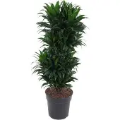 Oasis of Life Drachenbaum Dracaena Compacta Zimmerpflanze Ø27cm 100cm hoch Buschig Keramiktopf