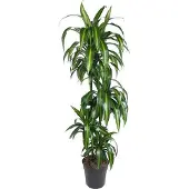 Oasis of Life Dracaena Hawaiian Sunshine Elegante Grünpflanze 150cm Luftreinigend Topfpflanze