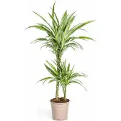 Oasis of Life Dracaena Deremensis White Stripe Drachenbaum Ø19cm 70-90cm Elegante pflegeleicht