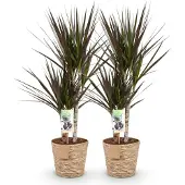 Oasis of Life Dracaena Magenta Rot 17cm 70-80cm pflegeleicht Zimmerpflanze Grünpflanze Deko