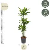 Oasis of Life Drachenbaum Dracaena Golden Coast 160cm Ø24cm Zimmerpflanze pflegeleicht Deko