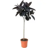Oasis of Life Ficus Elastica Abidjan - 130cm - Große Zimmerpflanze mit dunkelgrünem Glanzlaub