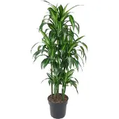 Oasis of Life Drachenbaum Dracaena Hawaiiana Karussell 150cm Ø31cm Zimmerpflanze mit langen