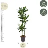 Oasis of Life Drachenbaum Dracaena Janet Lind 160cm Ø24cm Elegante Zimmerpflanze pflegeleicht