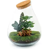 Urbanjngl Diy Terrarium - Tropfen Xl Rood - ↕ 37 Cm