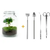 Urbanjngl Diy Terrarium - Gefäß - Coffea Arabica - ↕ 28 Cm