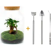 Urbanjngl Diy Terrarium - Milky Met Bonsai - ↕ 30 Cm + Rsts