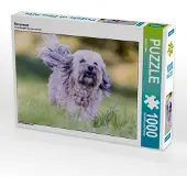 CALVENDO Havaneser 1000 Teile Puzzle quer 640x480mm, Teßen Sonja; 7455161