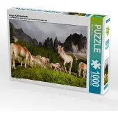 CALVENDO Junge Haflingerherde 1000 Teile Puzzle quer 640x480mm, Rucker Michael; 7354328