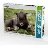 CALVENDO Moschusochse 1000 Teile Puzzle quer 640x480mm, Schörkhuber Johann; 7315855