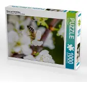 CALVENDO Biene auf Obstblüten 1000 Teile Puzzle hoch 480x640mm, Bangert Mark; 7343954