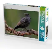 CALVENDO Amsel 1000 Teile Puzzle quer 640x480mm, Wilczek Dieter-M.; 7318941